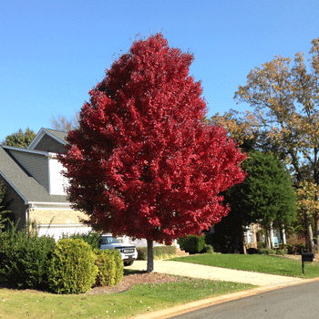 large Maple, red maple, large tree
